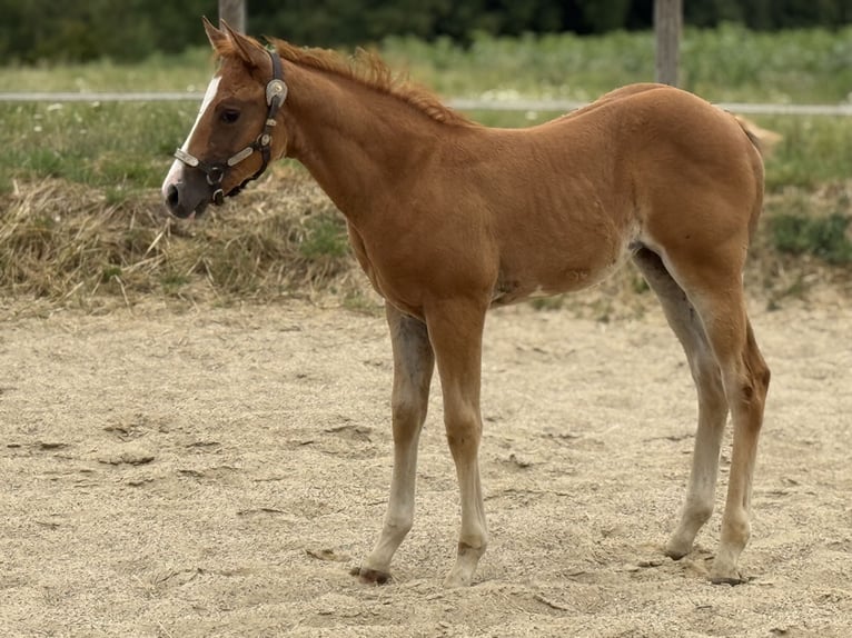 Paint Horse Mare Foal (05/2025) Overo-all-colors in Thodure Paint Horse Mare Foal (05/2025) Overo-all-colors in Thodure