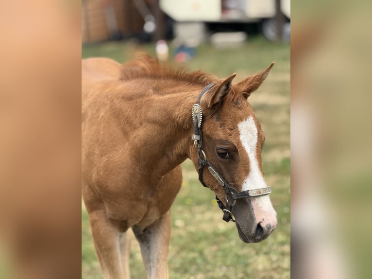 Paint Horse Mare Foal (05/2025) Overo-all-colors in Thodure Paint Horse Mare Foal (05/2025) Overo-all-colors in Thodure