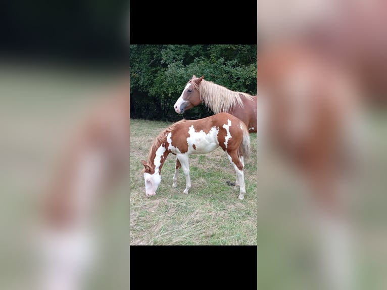 Paint Horse Mare Foal (05/2025) Overo-all-colors in Petit-Réderching Paint Horse Mare Foal (05/2025) Overo-all-colors in Petit-Réderching