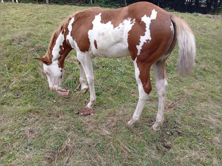 Paint Horse Mare Foal (05/2025) Overo-all-colors in Petit-Réderching Paint Horse Mare Foal (05/2025) Overo-all-colors in Petit-Réderching