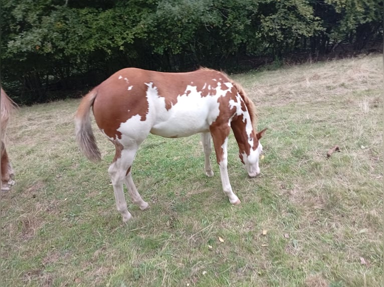 Paint Horse Mare Foal (05/2025) Overo-all-colors in Petit-Réderching Paint Horse Mare Foal (05/2025) Overo-all-colors in Petit-Réderching