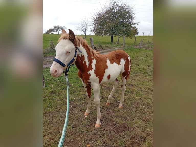 Paint Horse Mare Foal (05/2025) Overo-all-colors in Petit-Réderching Paint Horse Mare Foal (05/2025) Overo-all-colors in Petit-Réderching