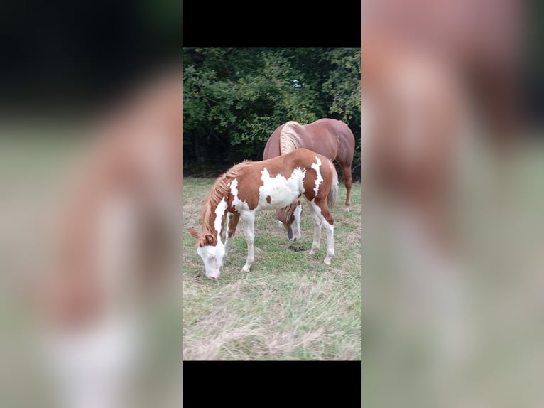 Paint Horse Mare Foal (05/2025) Overo-all-colors in Petit-Réderching Paint Horse Mare Foal (05/2025) Overo-all-colors in Petit-Réderching