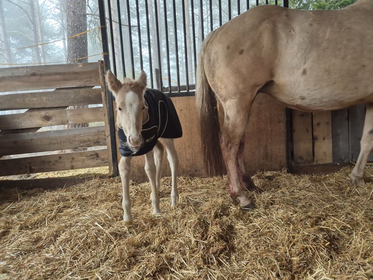 Paint Horse Mare  Palomino in Deutschnofen