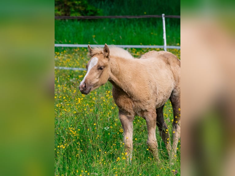 Paint Horse Mare  Palomino in Deutschnofen