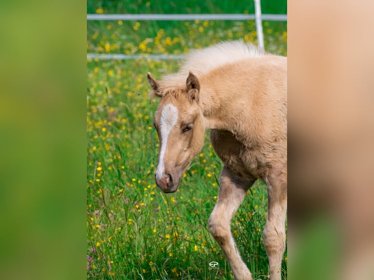 Paint Horse Mare  Palomino in Deutschnofen