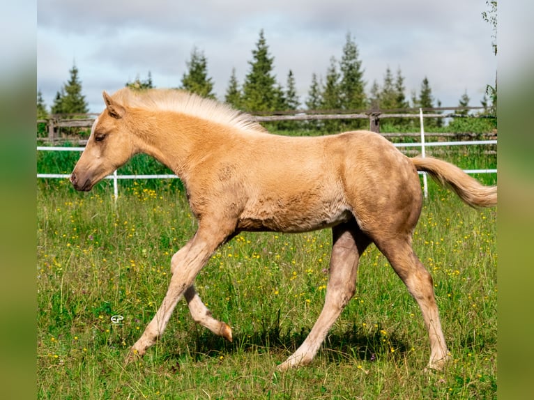 Paint Horse Mare  Palomino in Deutschnofen