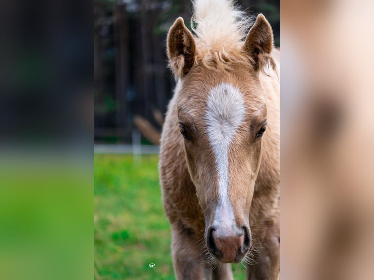 Paint Horse Mare  Palomino in Deutschnofen