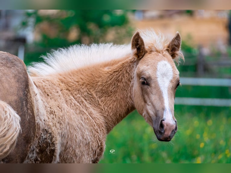 Paint Horse Mare  Palomino in Deutschnofen