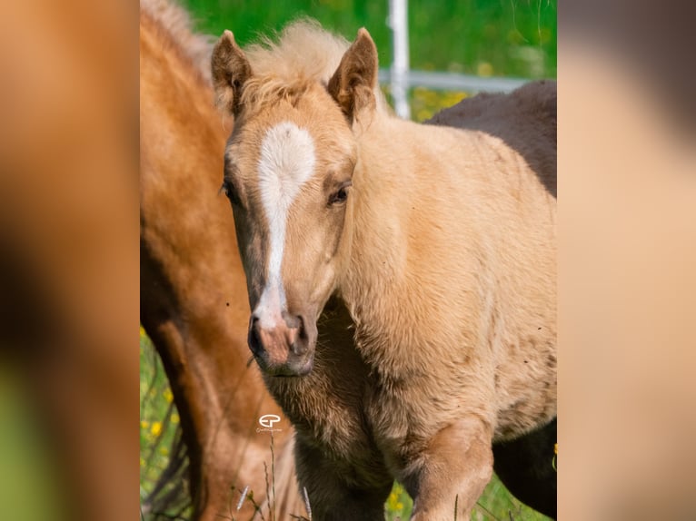 Paint Horse Mare  Palomino in Deutschnofen