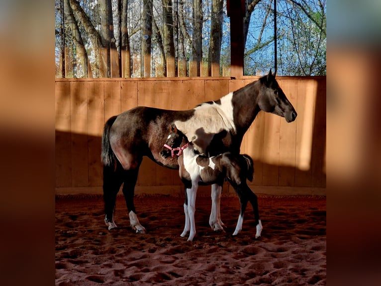 Paint Horse Mare Foal (03/2024) Pinto in Kirchenthumbach