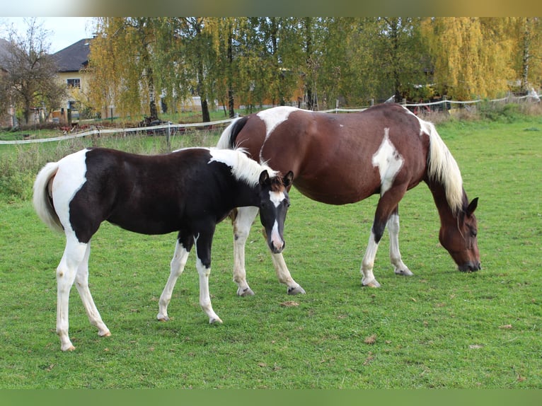 Paint Horse Mare Foal (04/2025) Pinto in Neukirchen