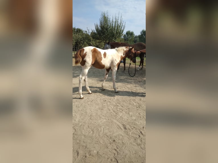 Paint Horse Mare Foal (04/2024) Tobiano-all-colors in Incisa Scapaccino