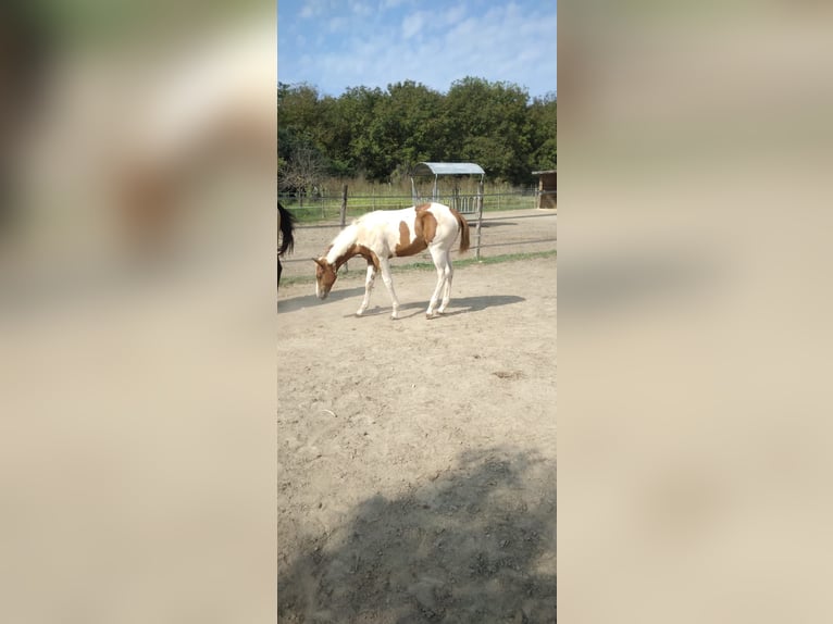 Paint Horse Mare Foal (04/2024) Tobiano-all-colors in Incisa Scapaccino