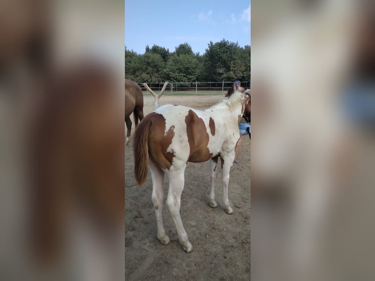 Paint Horse Mare Foal (04/2024) Tobiano-all-colors in Incisa Scapaccino