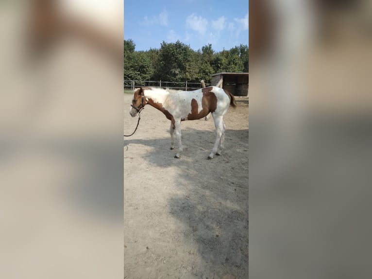 Paint Horse Mare Foal (04/2024) Tobiano-all-colors in Incisa Scapaccino