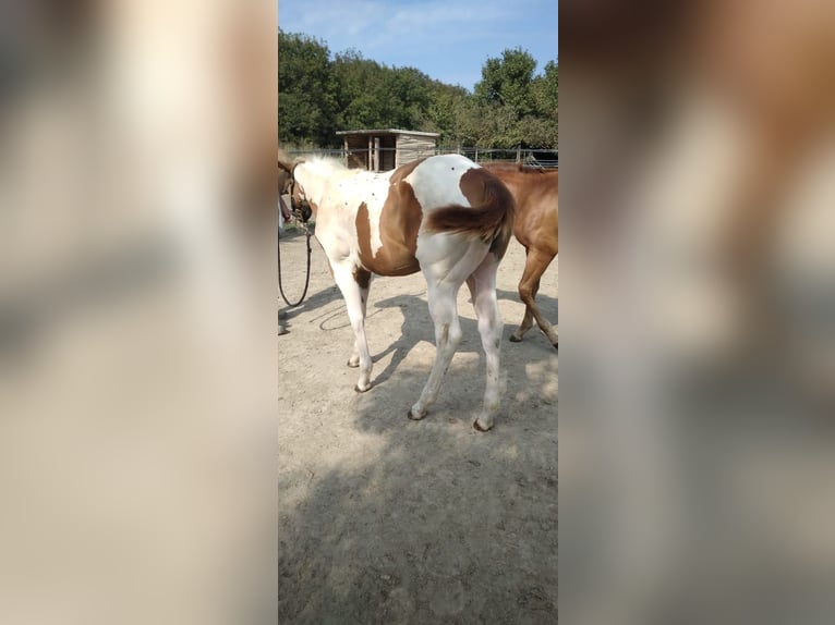 Paint Horse Mare Foal (04/2024) Tobiano-all-colors in Incisa Scapaccino