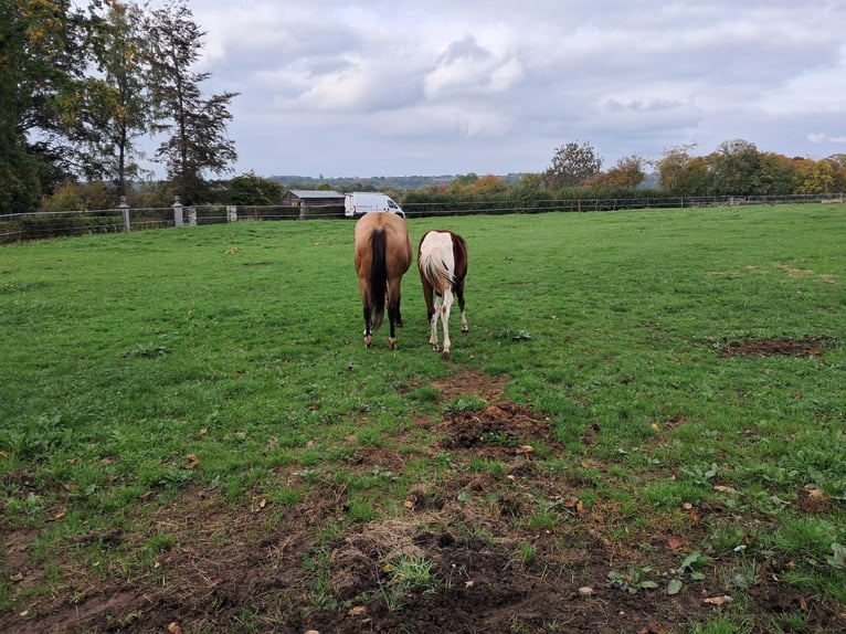 Paint Horse Mare Foal (02/2025) Tobiano-all-colors in Xhoris