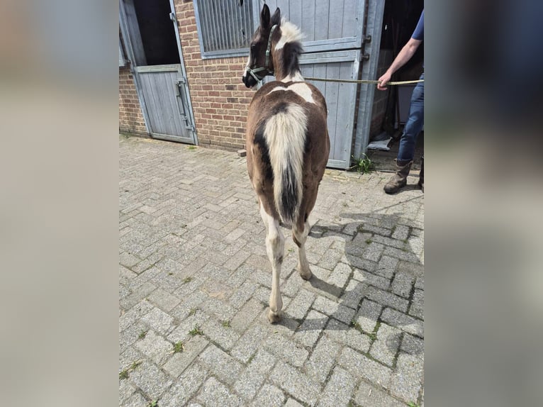 Paint Horse Mare Foal (04/2024) Tobiano-all-colors in herenthout