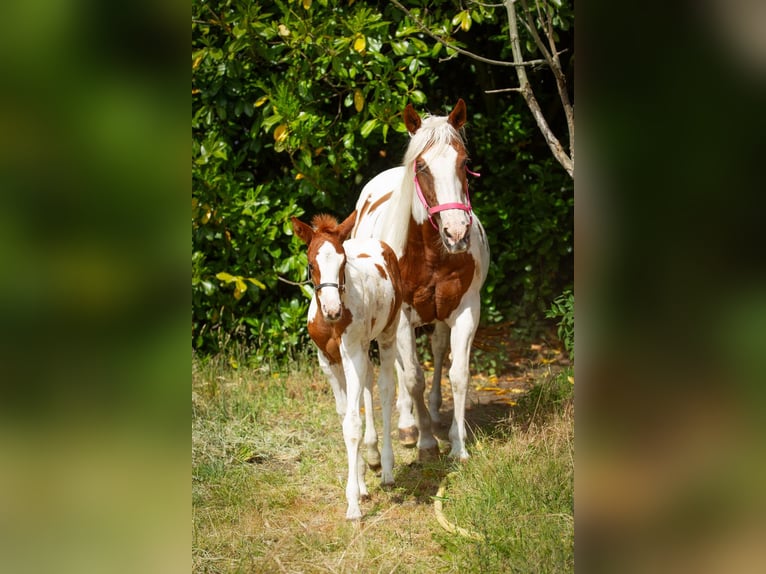 Paint Horse Mare  Tobiano-all-colors in Liempde