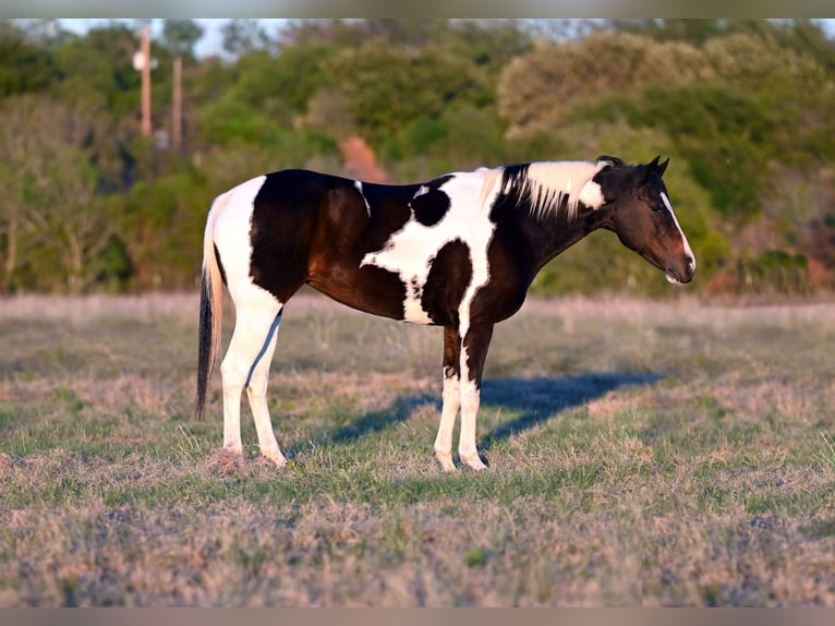 Paint Horse Merrie 10 Jaar 150 cm Roodbruin in Kaufman