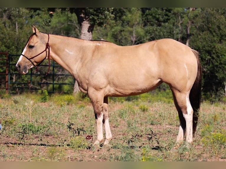 Paint Horse Merrie 10 Jaar 152 cm Grullo in Graham