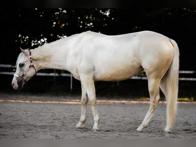 Paint Horse Merrie 10 Jaar 154 cm Palomino in Jesenwang