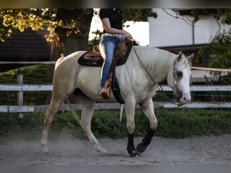 Paint Horse Merrie 10 Jaar 154 cm Palomino in Jesenwang
