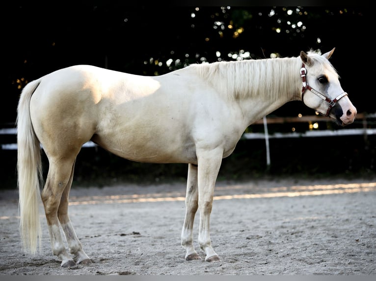 Paint Horse Merrie 10 Jaar 154 cm Palomino in Jesenwang