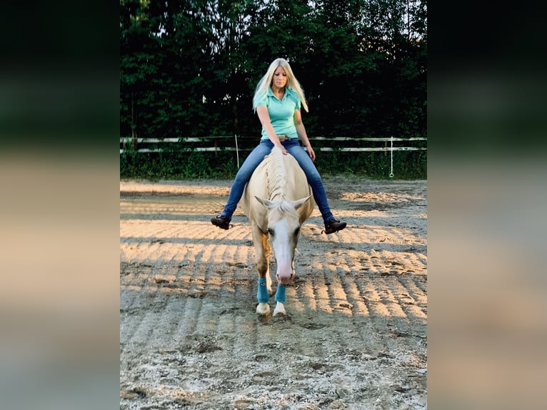 Paint Horse Merrie 10 Jaar 154 cm Palomino in Jesenwang