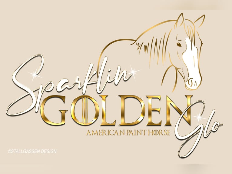 Paint Horse Merrie 10 Jaar 154 cm Palomino in Jesenwang