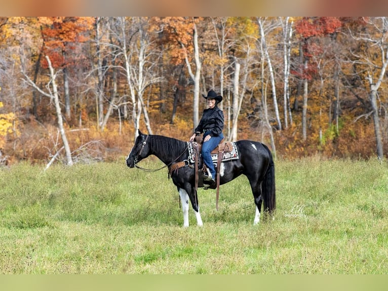 Paint Horse Merrie 10 Jaar 155 cm in Fergus Falls, MN