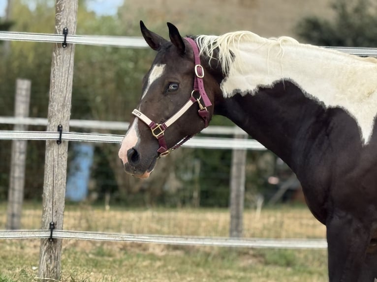 Paint Horse Merrie 10 Jaar 155 cm Zwartbruin in Thodure