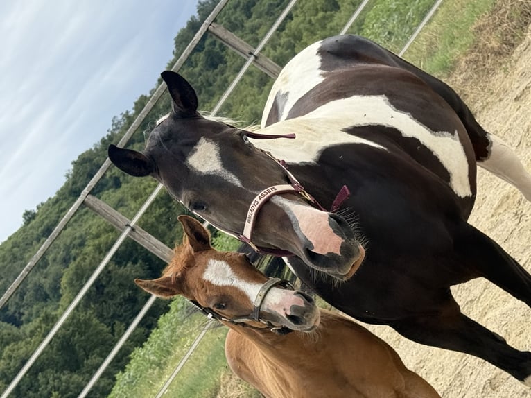 Paint Horse Merrie 10 Jaar 155 cm Zwartbruin in Thodure