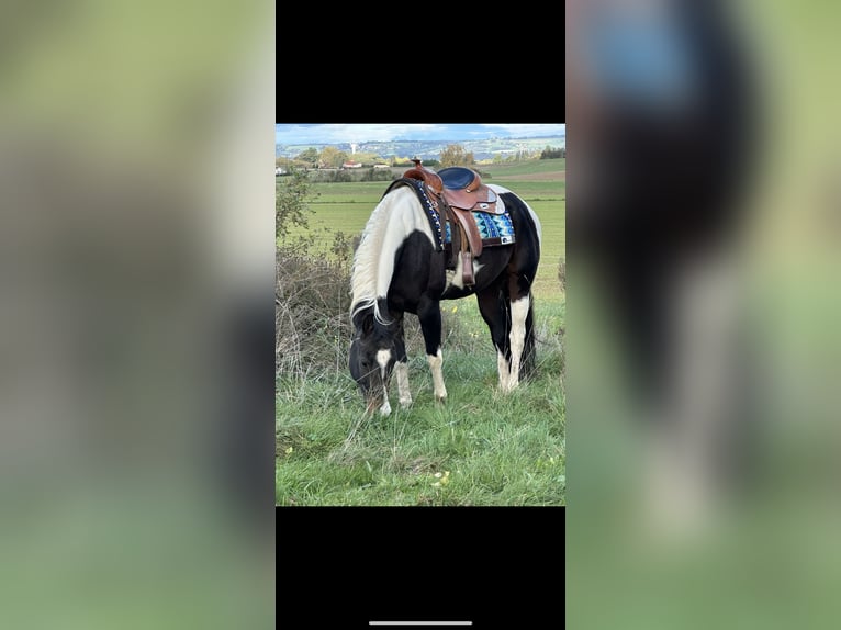 Paint Horse Merrie 10 Jaar 155 cm Zwartbruin in Thodure