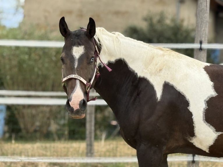 Paint Horse Merrie 10 Jaar 155 cm Zwartbruin in Thodure