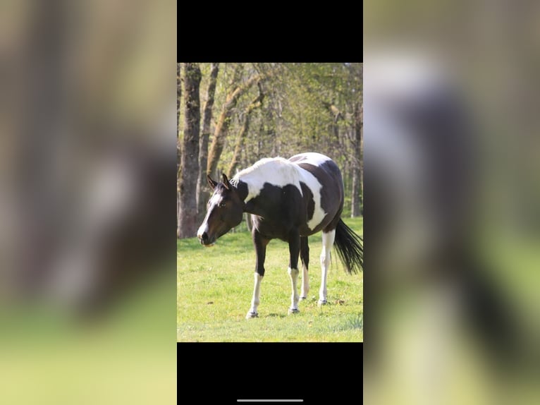 Paint Horse Merrie 10 Jaar 155 cm Zwartbruin in Thodure