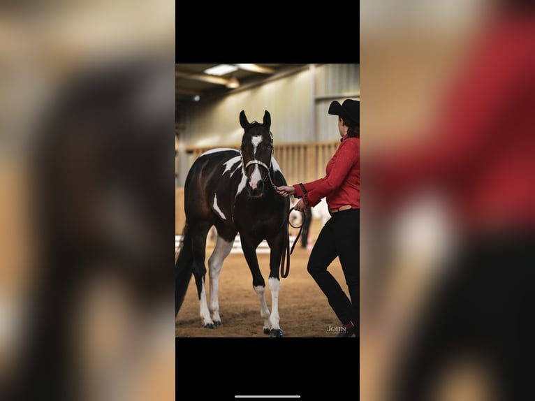 Paint Horse Merrie 10 Jaar 155 cm Zwartbruin in Thodure