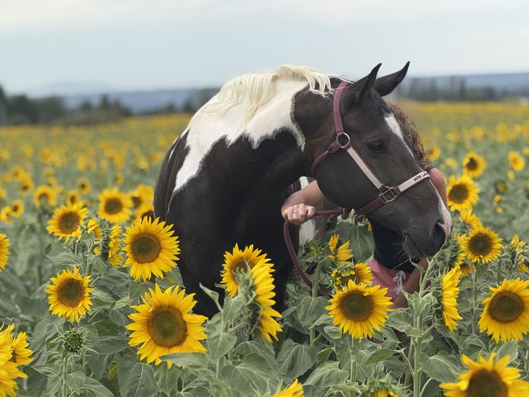 Paint Horse Merrie 10 Jaar 155 cm Zwartbruin in Thodure