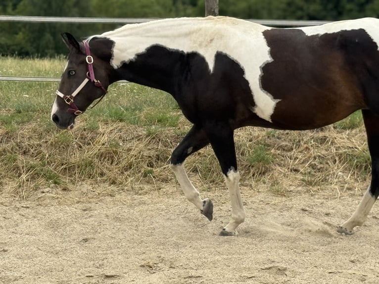 Paint Horse Merrie 10 Jaar 155 cm Zwartbruin in Thodure