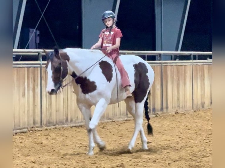 Paint Horse Merrie 10 Jaar 163 cm Gevlekt-paard in Weatherford