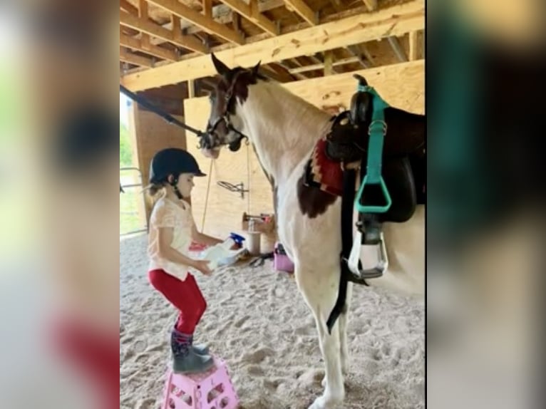 Paint Horse Merrie 10 Jaar 163 cm Gevlekt-paard in Weatherford