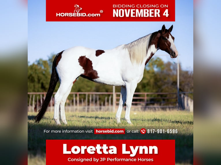 Paint Horse Merrie 10 Jaar 163 cm Gevlekt-paard in Weatherford