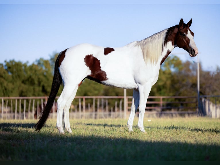 Paint Horse Merrie 10 Jaar 163 cm Gevlekt-paard in Weatherford