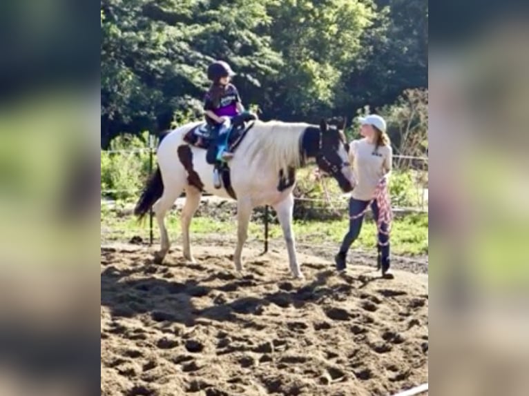 Paint Horse Merrie 10 Jaar 163 cm Gevlekt-paard in Weatherford