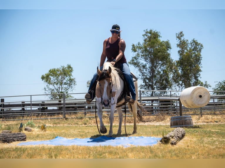 Paint Horse Merrie 11 Jaar 142 cm Buckskin in VALLEY SPRINGS, CA