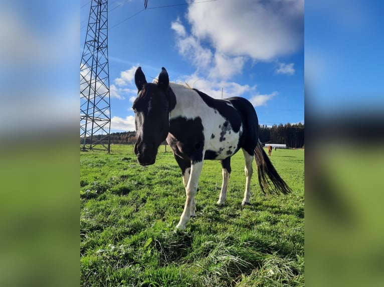 Paint Horse Merrie 11 Jaar 150 cm Tobiano-alle-kleuren in Elterlein