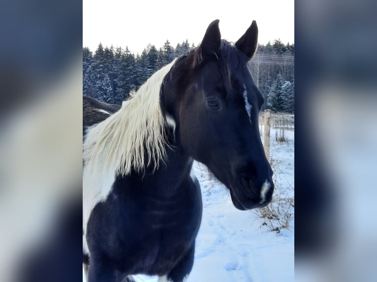 Paint Horse Merrie 11 Jaar 150 cm Tobiano-alle-kleuren in Elterlein