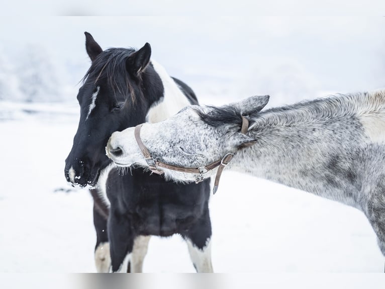 Paint Horse Merrie 11 Jaar 150 cm Tobiano-alle-kleuren in Elterlein