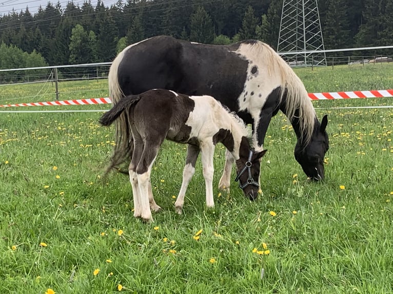 Paint Horse Merrie 11 Jaar 150 cm Tobiano-alle-kleuren in Elterlein